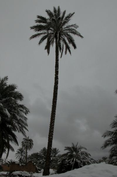 tazdayet tame9erant il3alam